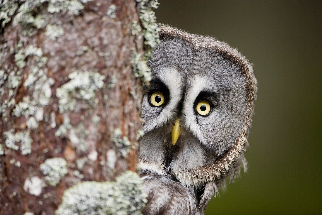 Great grey owl Strix nebulosa close-up portrait perched in pine forest controlled conditions Scotland  February