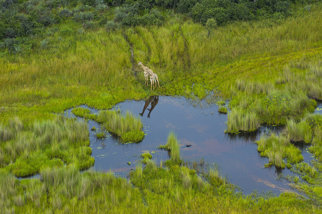 Giraffe (Giraffa camelopardalis), Okavango Delta, Botswana, Africa.