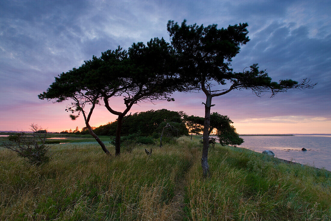 Urehoved, Denmark, island, isle, Aero, coast, sea, trees, land tongue, way, evening mood, sundown