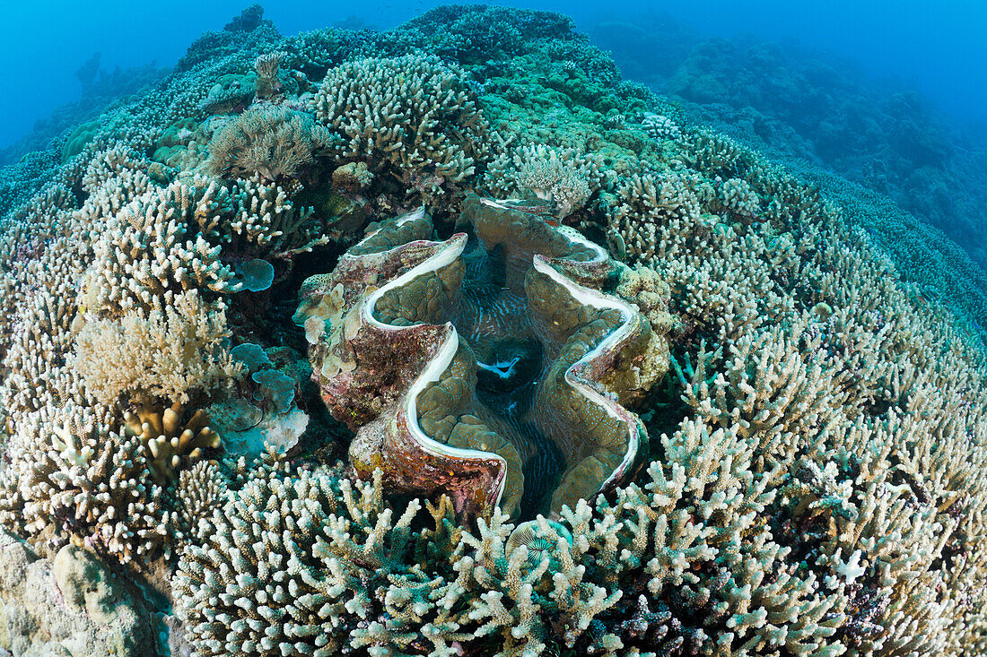 Grosse Mördermuschel zwischen Geweihkorallen, Tridacna Squamosa, Mikronesien, Palau, Giant Clam between Branching Corals, Tridacna Squamosa, Micronesia, Palau