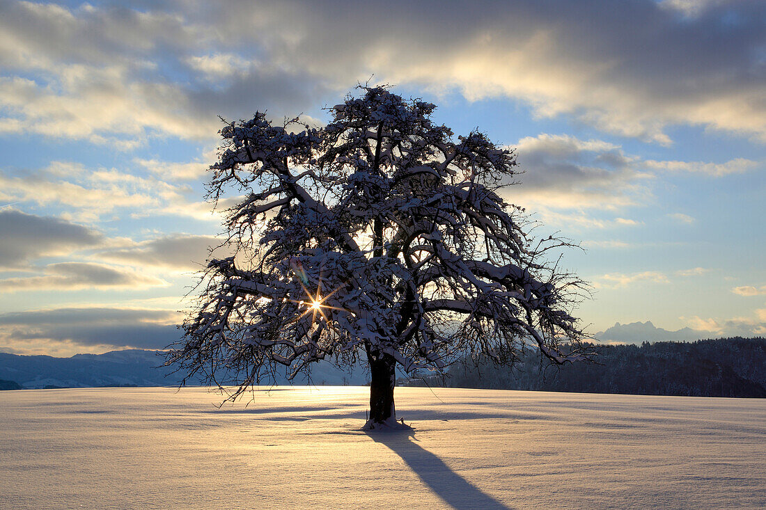 Apfelbaum, Malus, f., im Winter, Schweiz