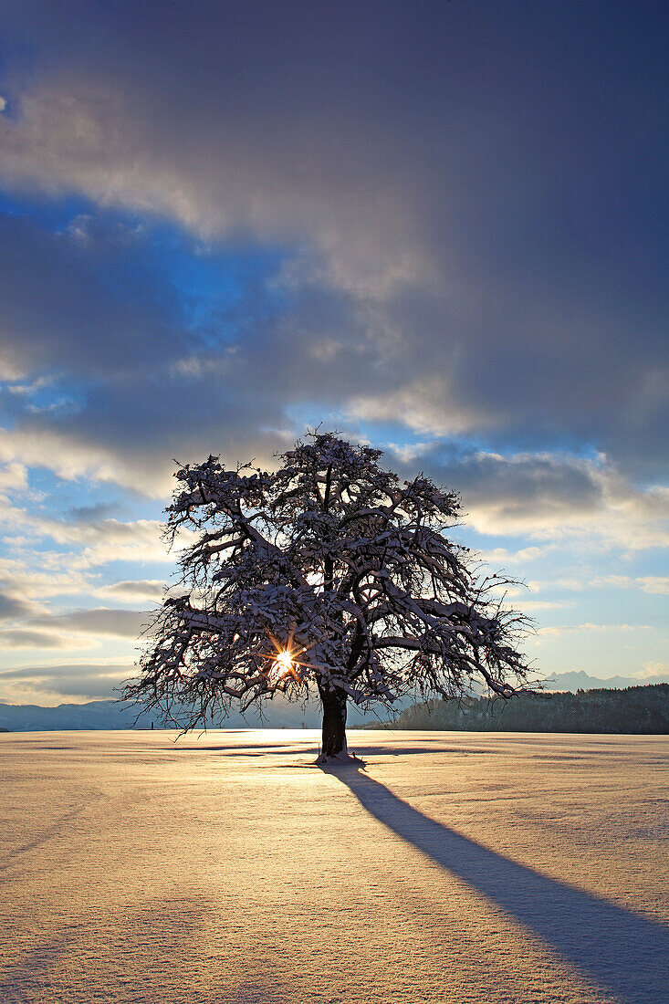 Apfelbaum, Malus, f., im Winter, Schweiz