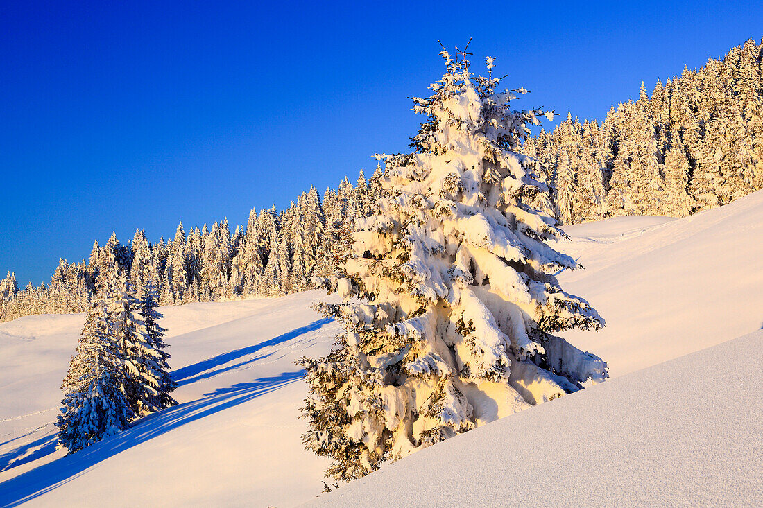 Verschneiter Tannenwald, Gurnigel, Schweiz