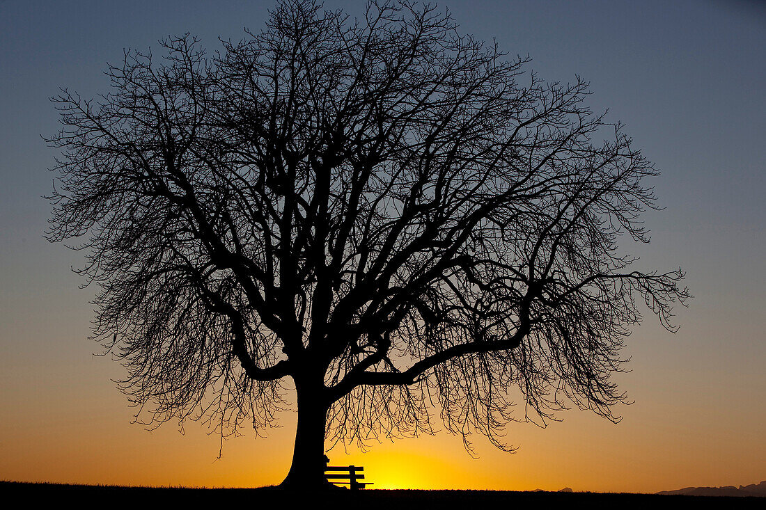 Baum mit Alpstein