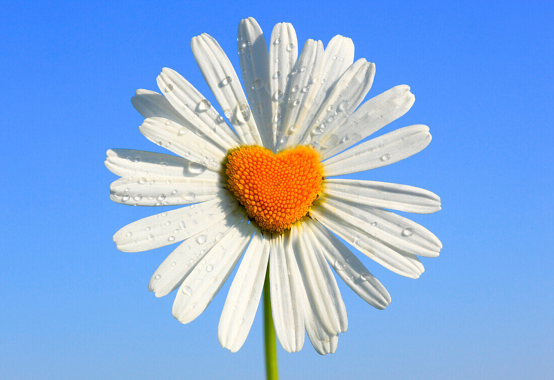 Leucanthemum vulgare (marguerites)