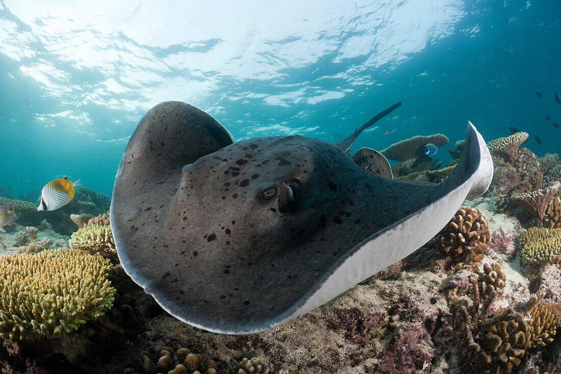 Schwarzflecken_Stachelrochen, Taeniura meyeni, Ellaidhoo Hausriff, Nord Ari Atoll, Malediven, Blackspotted Stingray, Taeniura meyeni, Ellaidhoo House Reef, North Ari Atoll, Maldives