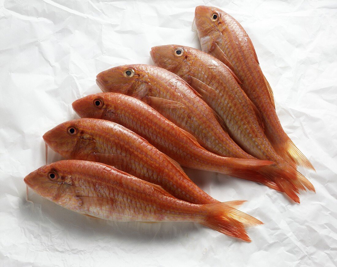 Red mullet