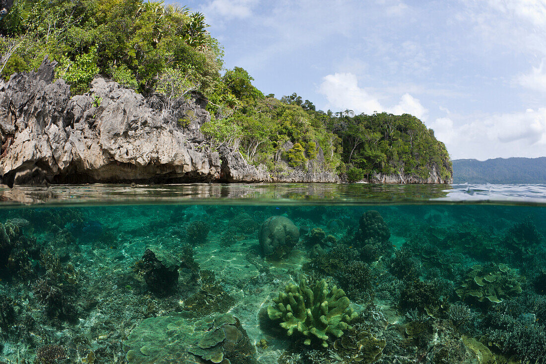 Shallow Coral Reef, Raja Ampat, West Papua, Indonesia