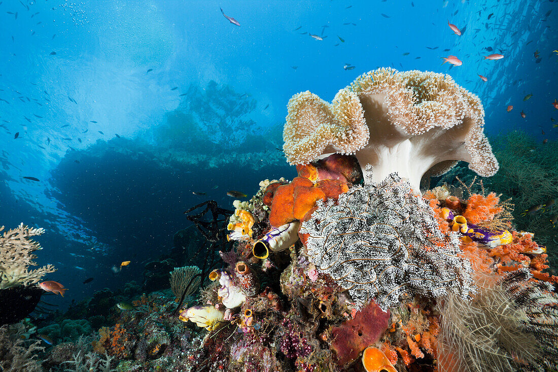 Shallow Coral Reef, Raja Ampat, West Papua, Indonesia