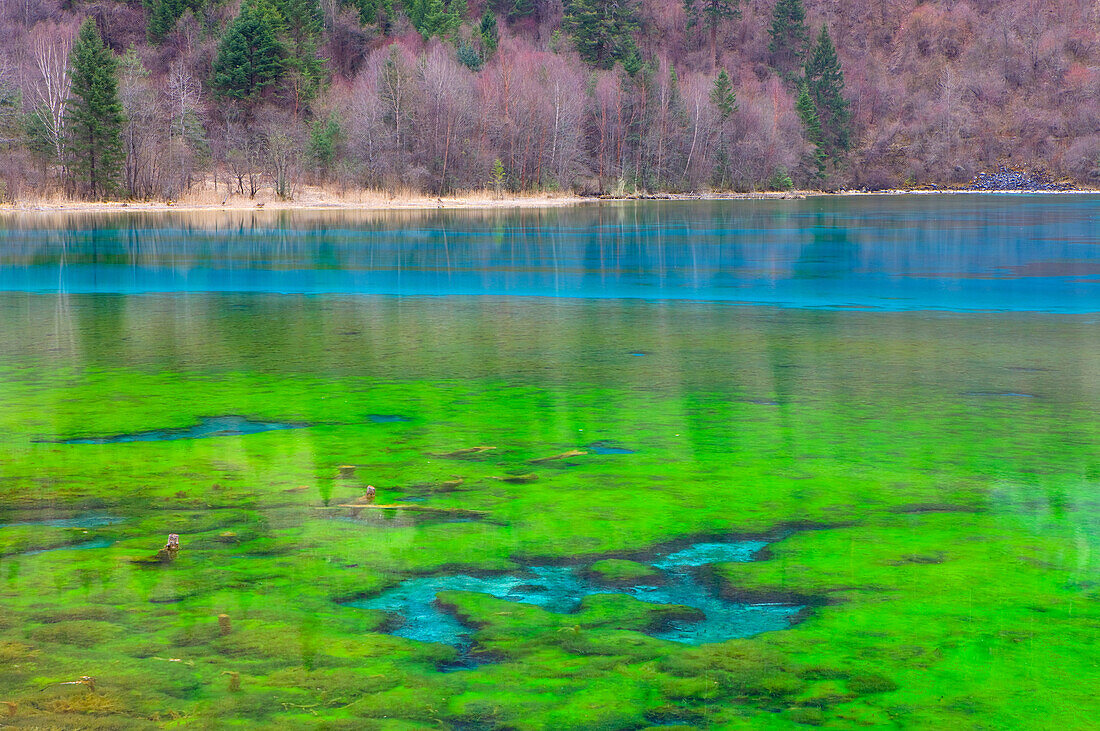 Jiuzhaigou, Five Flowers, lake, China, Asia, national park, spring, lake, azure color, algae, green algae, wood, forest,