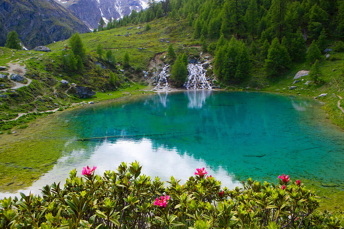 Lac blue, Switzerland, Europe, canton Valais, nature reserve Val dHérens, lake, color, brook, spring, source, flowers, Alpine roses