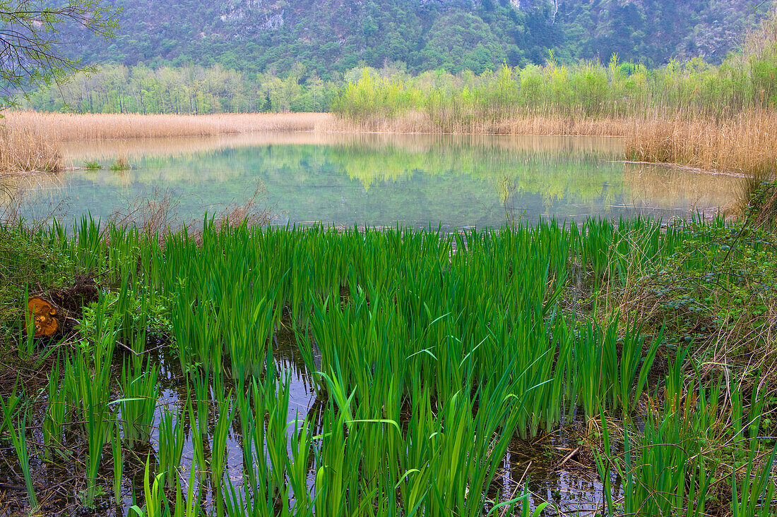 Lago di Cavazzo, Italy, Europe, Friuli_Venezia Giulia, lake, sea, lake shore, reed, marsh plants, irises