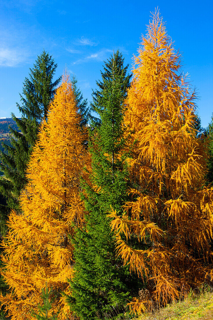 Albula valley, Switzerland, Europe, canton Graubunden, Grisons, trees, larches, spruces, autumn, autumn colouring