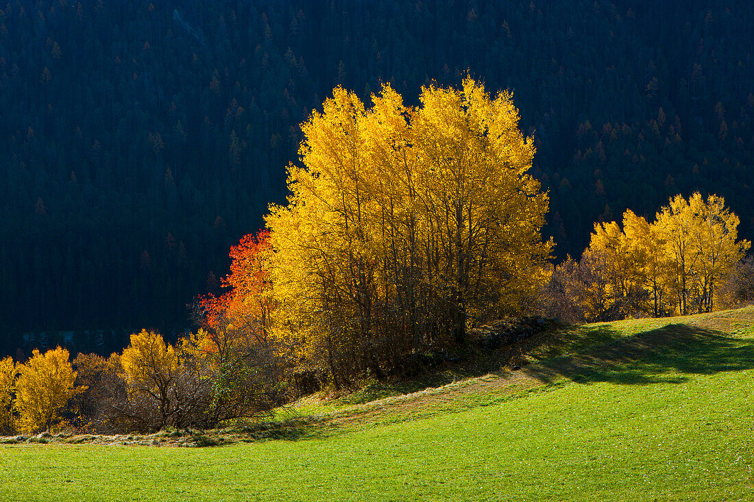 Alvaneu, Switzerland, Europe, canton Graubunden, Grisons, Albula valley, trees, broad_leaved trees, autumn colouring, autumn, me