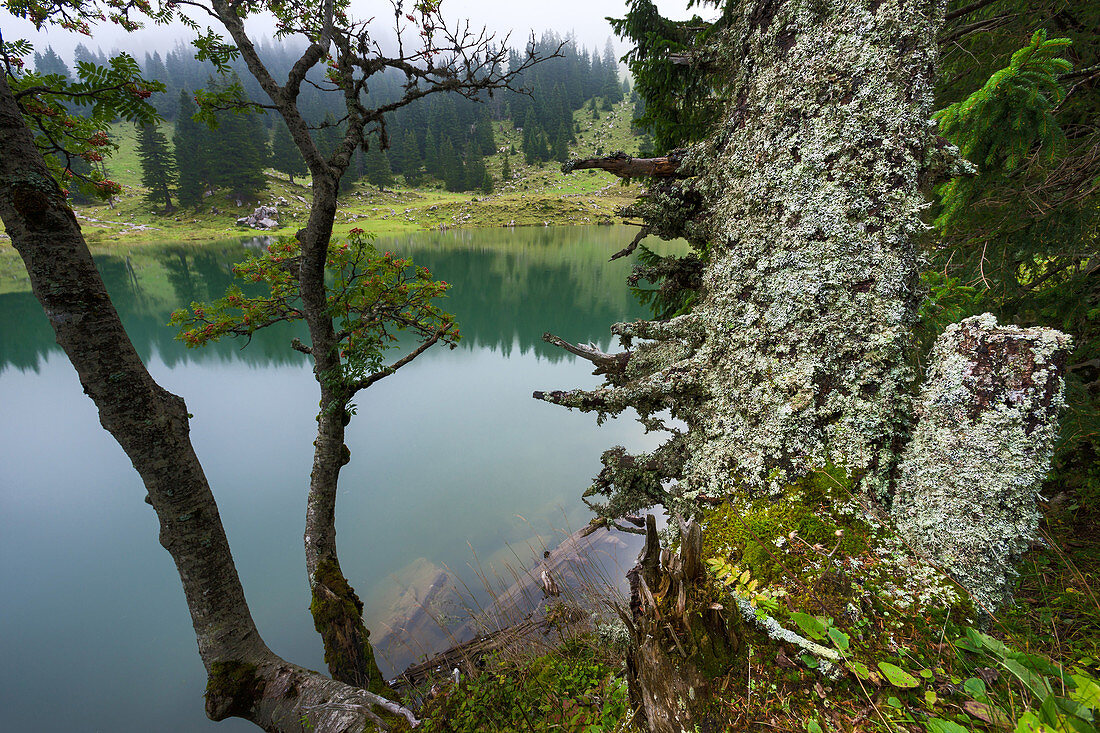 Gantrischseeli, lake, Switzerland, Europe, canton Bern, Bernese Oberland, Gantrisch area, nature reserve, Gantrisch, trunk, lichens