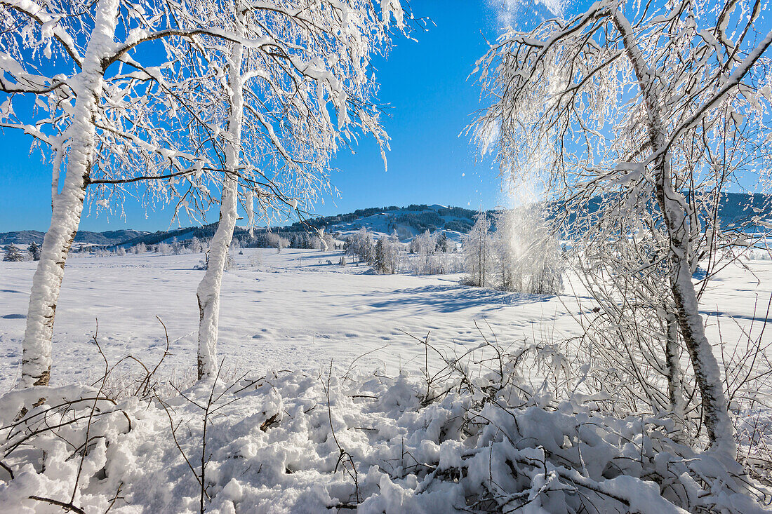 bog, moor, Rothenthurm, Switzerland, Europe, canton Schwyz, marshy, marsh, landscape, trees, birches, winters