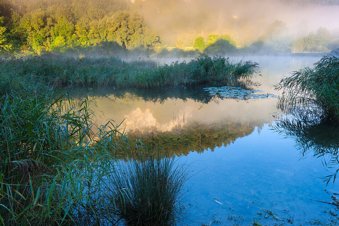 Oberriet, lake, Wichensteiner Seeli, Switzerland, Europe, canton St. Gallen, Rhine Valley, nature reserve, reed, morning fog, reflection