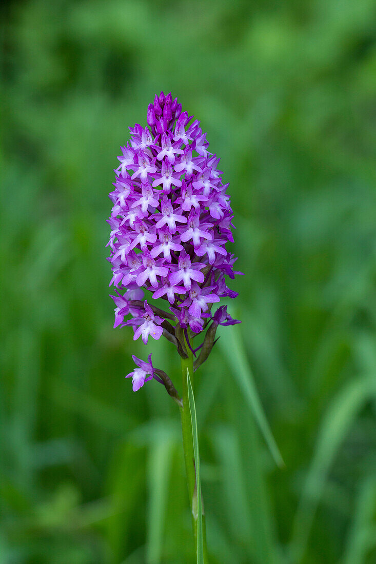 Natur, Blume, Pflanze, Lila, Veilchen, Orchidaceae, Anacamptis pyramidalis, Schweiz