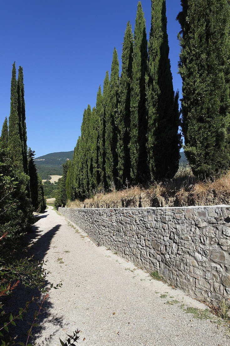 Blue sky above a Mediterranean landscape --cypress tree alley