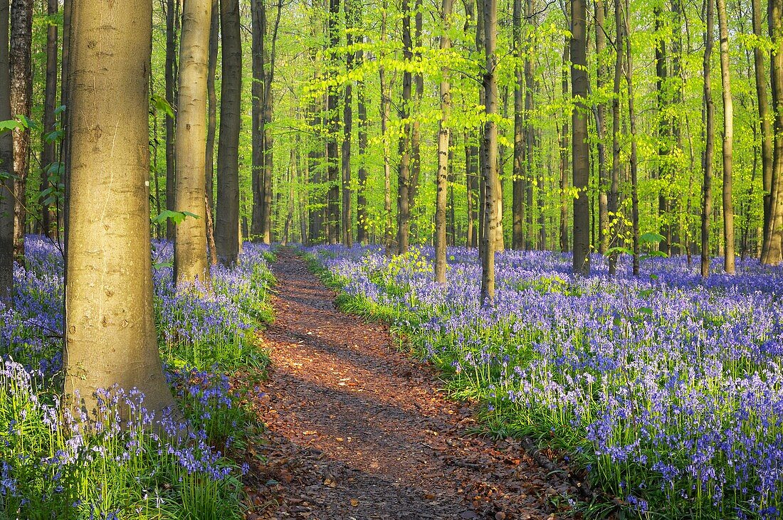 Path through a carpet of Bluebells in European beech forest, bluebells Hyacinthoides non-scripta and European beech trees Fagus sylvatica, Hallerbos, Belgium, Europe