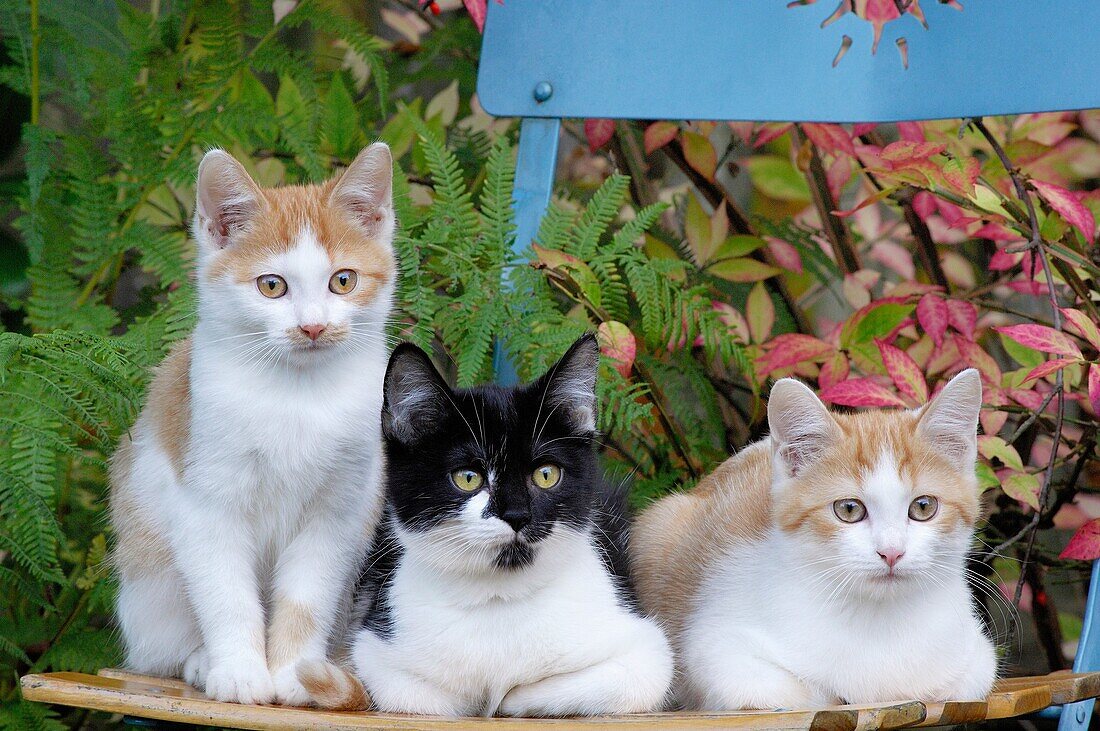 Three Kitten sitting on garden chair, Germany