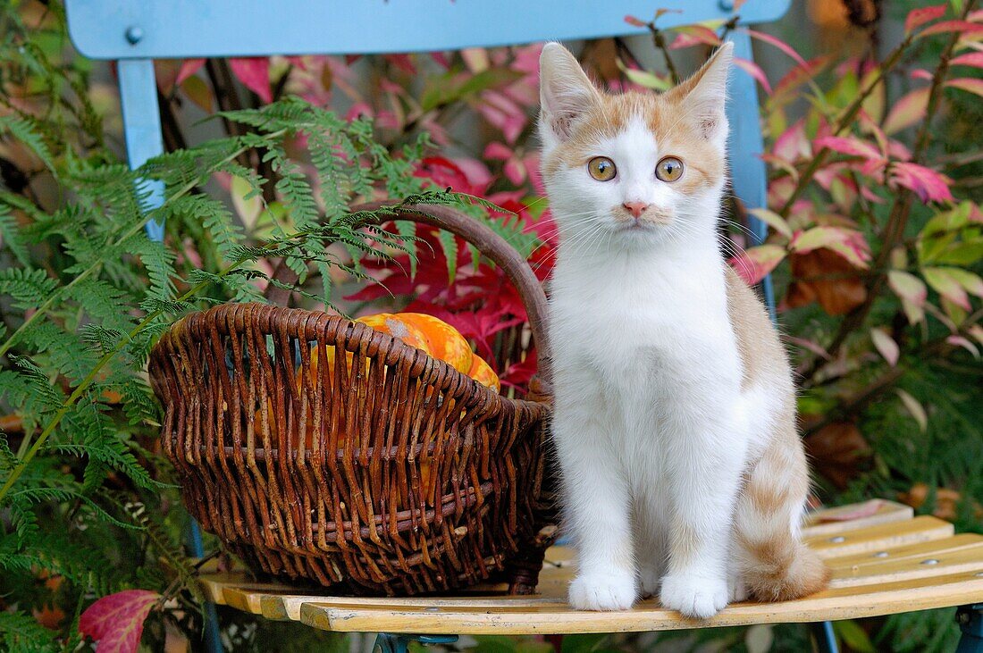 Kitten sitting on garden chair next basket with pumpkins, Red and White