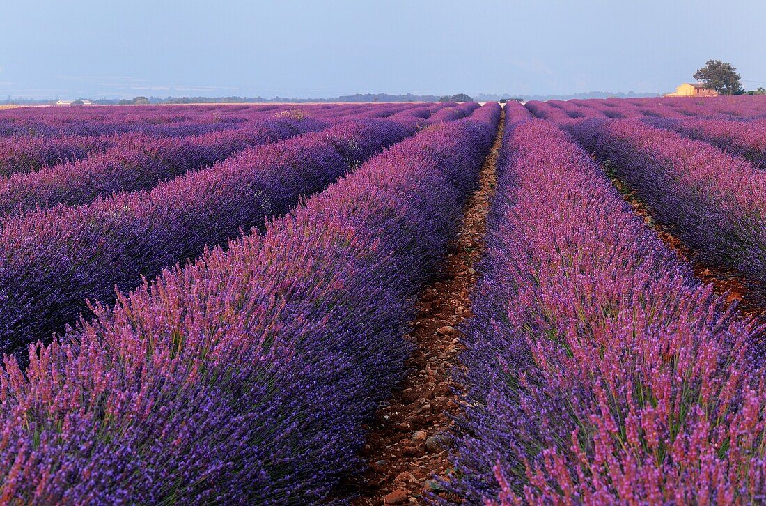 Lavender (Lavandula angustifolia) field with trees  Valensole, Plateau de Valensole, Alpes-de-Haute-Provence, Provence-Alpes-Cote dAzur, Provence, Provence, France.