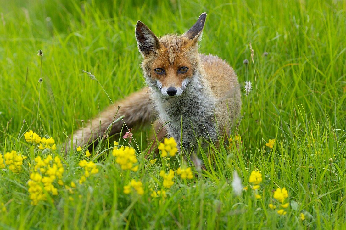 Red Fox Vulpes vulpes in flowering meadow, Monti Sibillini National Park, Umbria, Italy