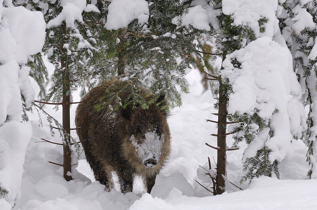 Wild Boar Sus scrofa in a snowy forest, Bavaria Forest, Bavaria, Germany