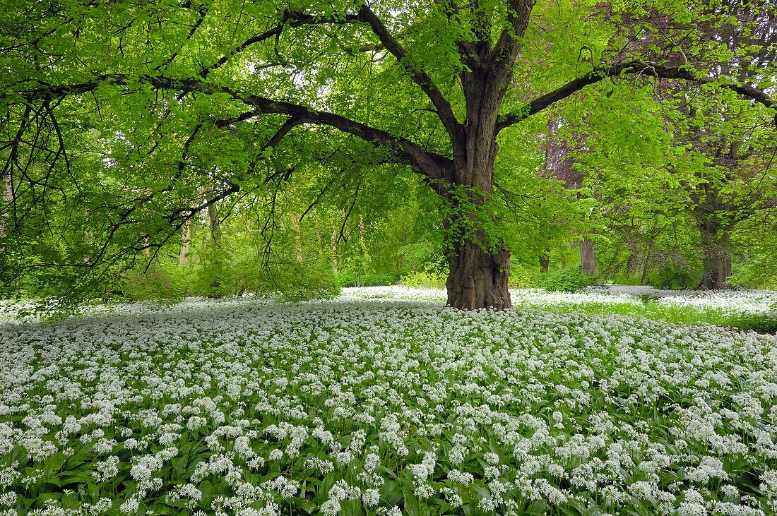 A Carpet with blooming Ramsons Wild garlic, Allium ursinum in spring at castle Park Putbus, Insel Rügen, Isle of Ruegen, Mecklenburg-Vorpommern, Germany