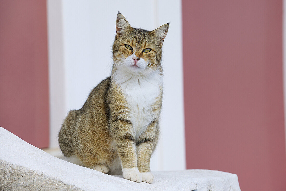 Cat sitting on Wall, Oia village, Santorini, Cyclades Island, Greek Islands, Greece, Europe.