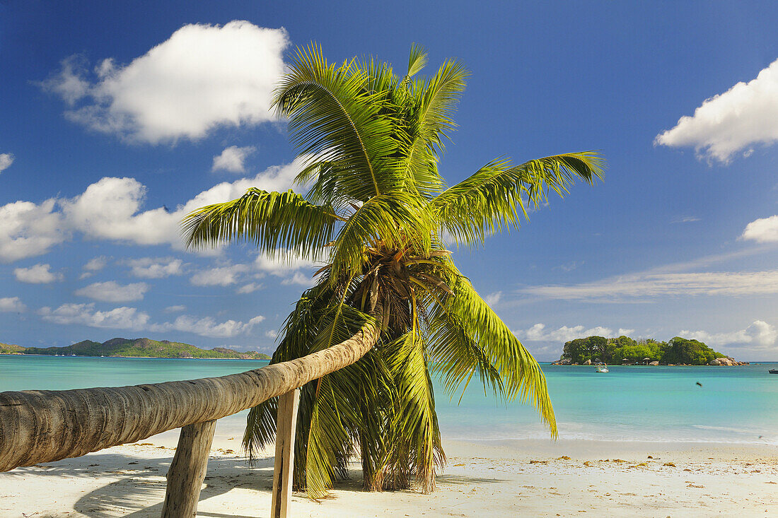 Tropical beach with Palm Tree at Anse Volbert, Praslin, Seychelles, Indian Ocean.