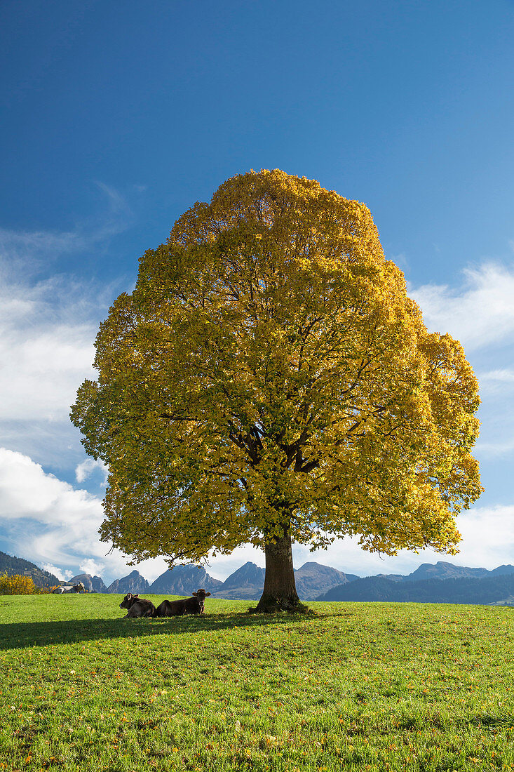 Toggenburg, autumn tree, Nesslau, Churfirsten, mountain, mountains, autumn, SG, canton St. Gallen, tree, trees, cow, cows, agriculture, Switzerland, Europe,