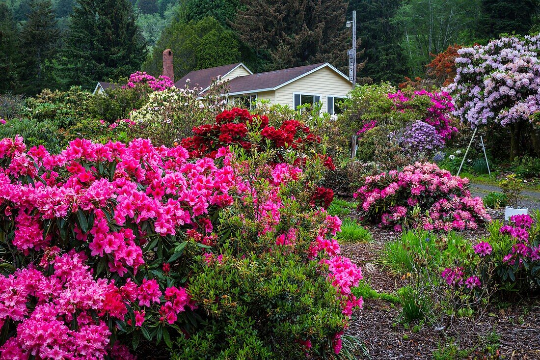 A rhododendron nursery near Tillamook, Oregon, USA.