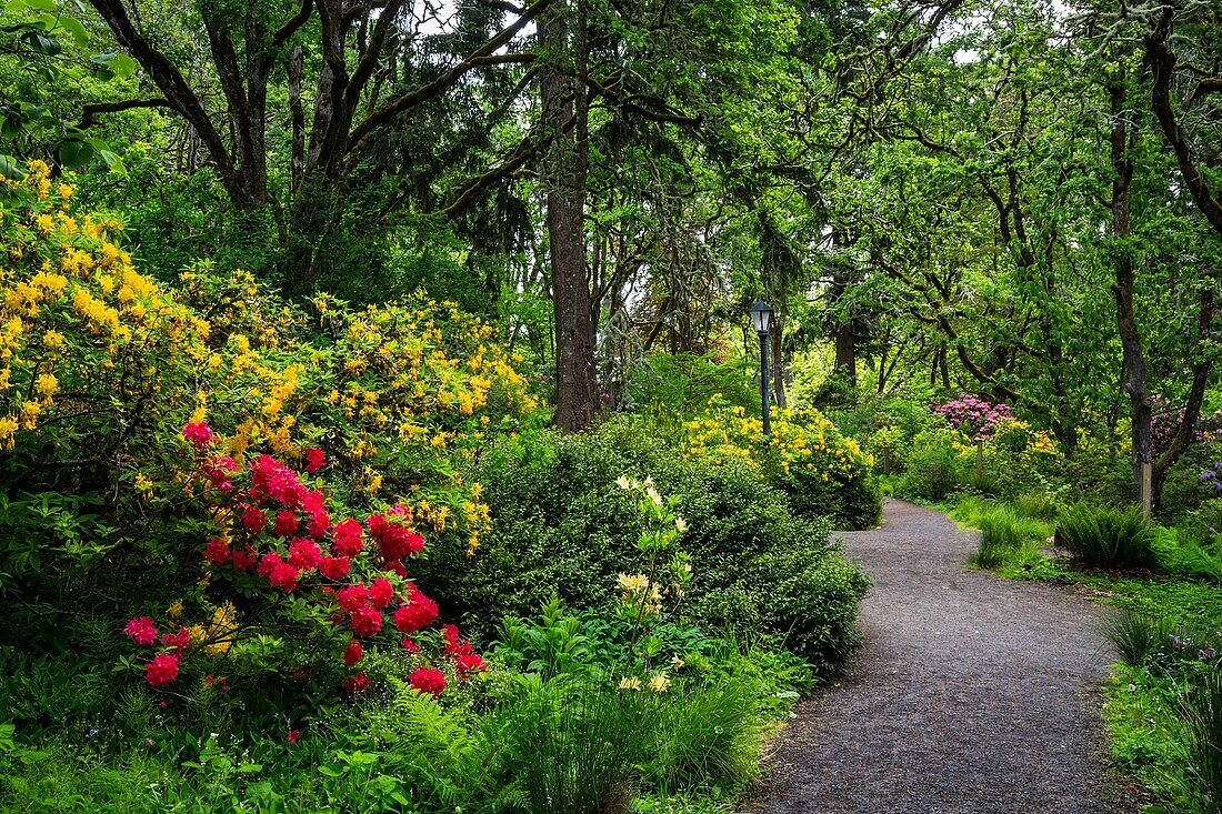 Hendricks Park and Gardens in Eugene, Oregon, USA.