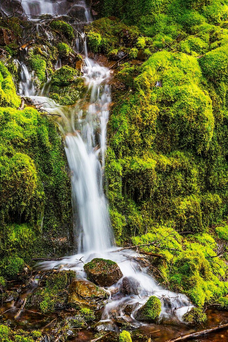 A roadside waterfall over moss covered rocks on the Willamette Hwy, Oregon, USA.