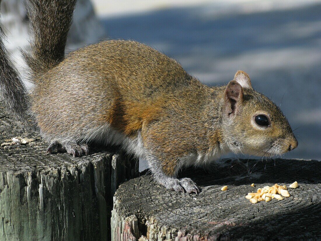 Grey squirrel