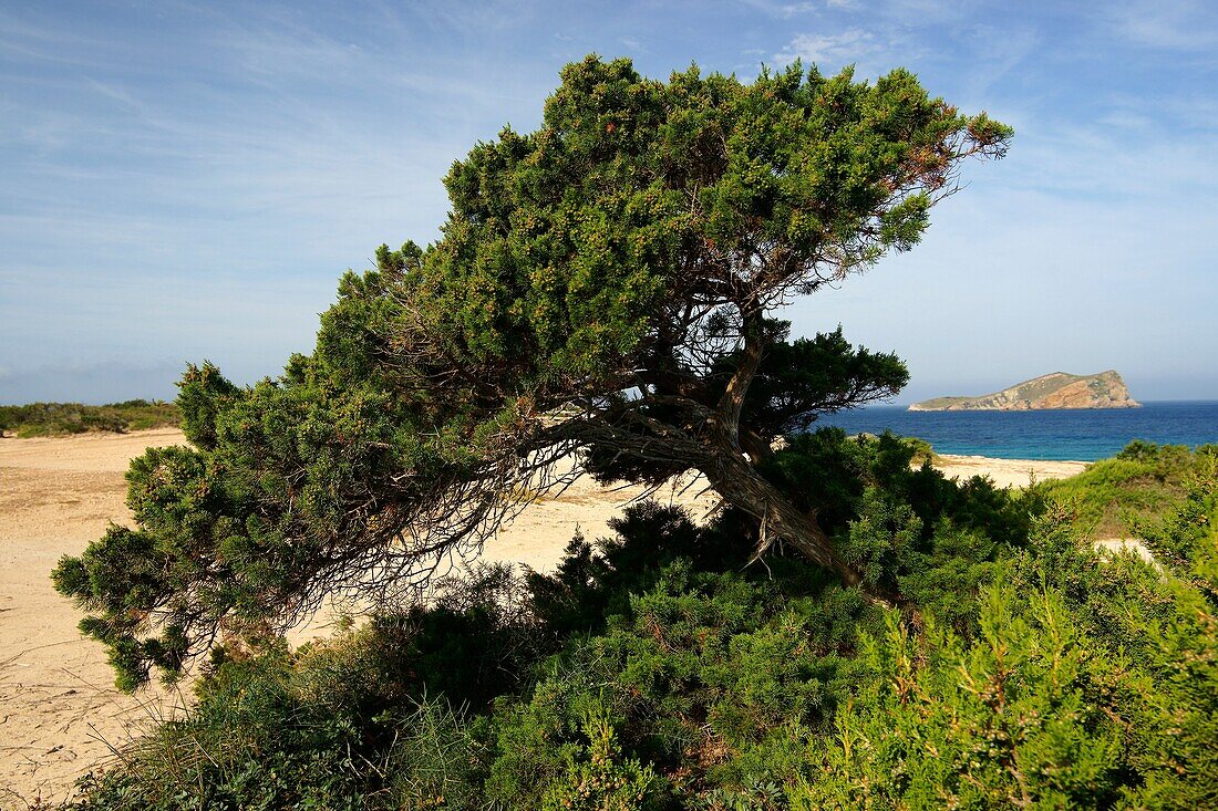 Sabina, Juniperus Phoenicea, Playas de Comte, Comte-Strand Sant Antoni de Portmany Ibiza Spanien Illes Balears