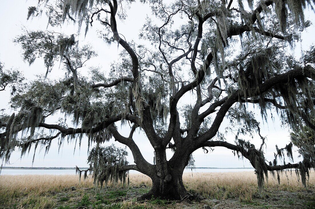 Live oak trees and spanish moss – License image – 70593718 Image ...