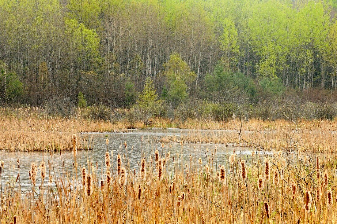 beaver pond in rain. Ontario. Canada.