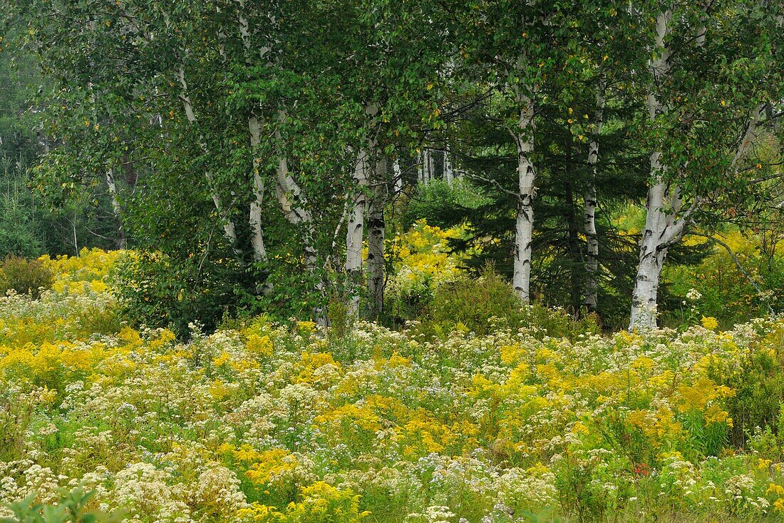 Late summer meadow with goldenrod, aster and white birch