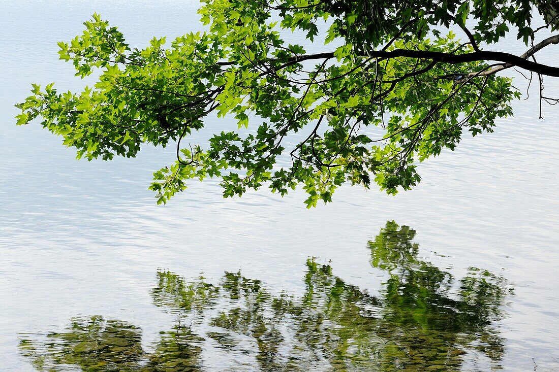 Maple tree overhanging shoreline of Kagawong Lake