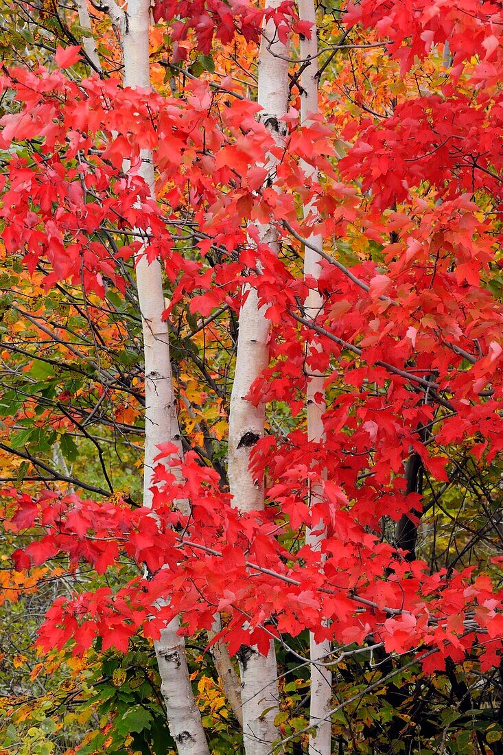 Acer rubrum Red Maple Autumn foliage with white birch tree trunks
