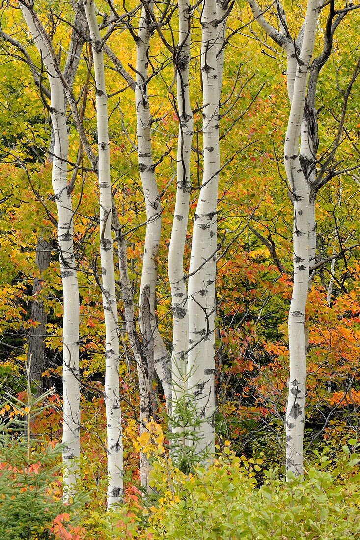 Aspen trees and early fall/autumn colour Sudbury Ontario