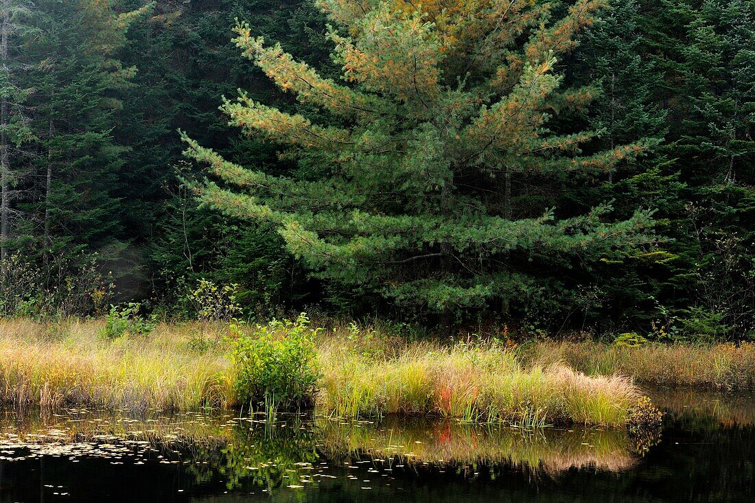White pine reflections in a pond Algonquin Provincial Park, Ontario