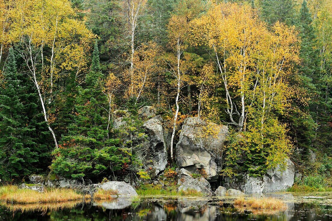 Birch trees and rock outcrops near Opeongo Lake Algonquin Provincial Park, Ontario