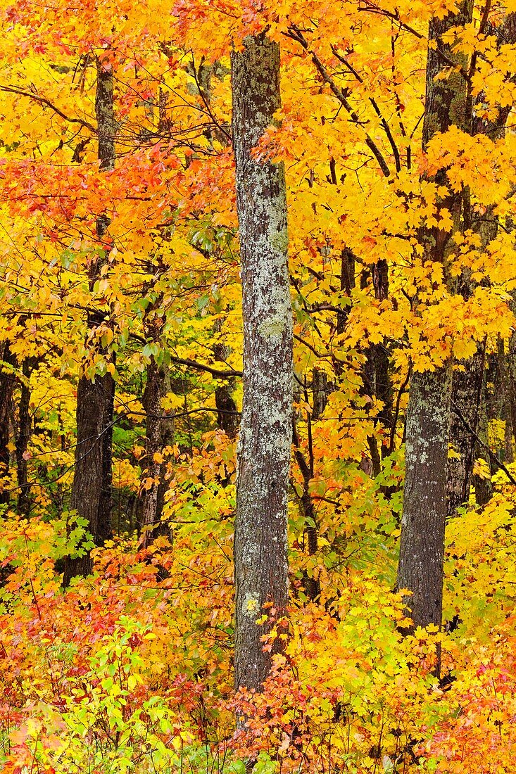 Temperate deciduous forest trees in peak autumn colour Algonquin Provincial Park, Ontario