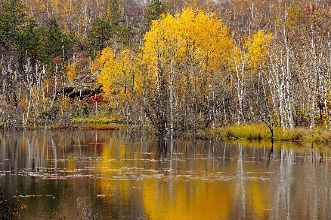 Autumn aspens and birches reflected in a beaverpond Greater Sudbury Ontario