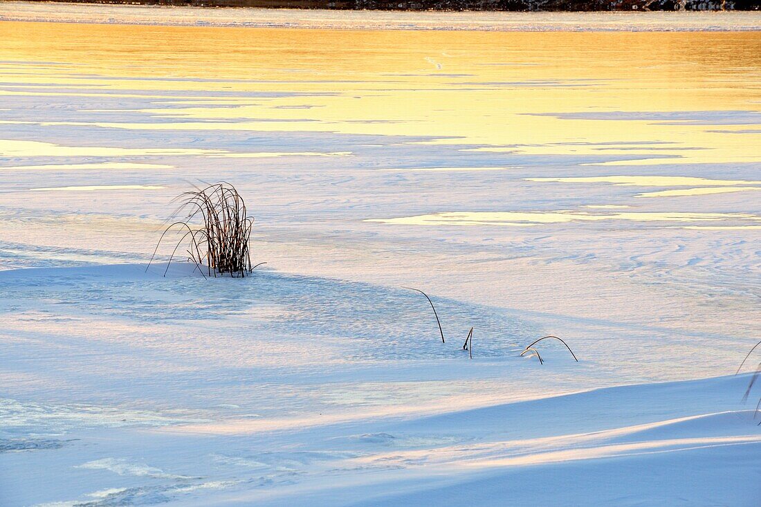 Kelly Lake shoreline with snowdrifts, fresh ice and marsh grasses Greater Sudbury Ontario