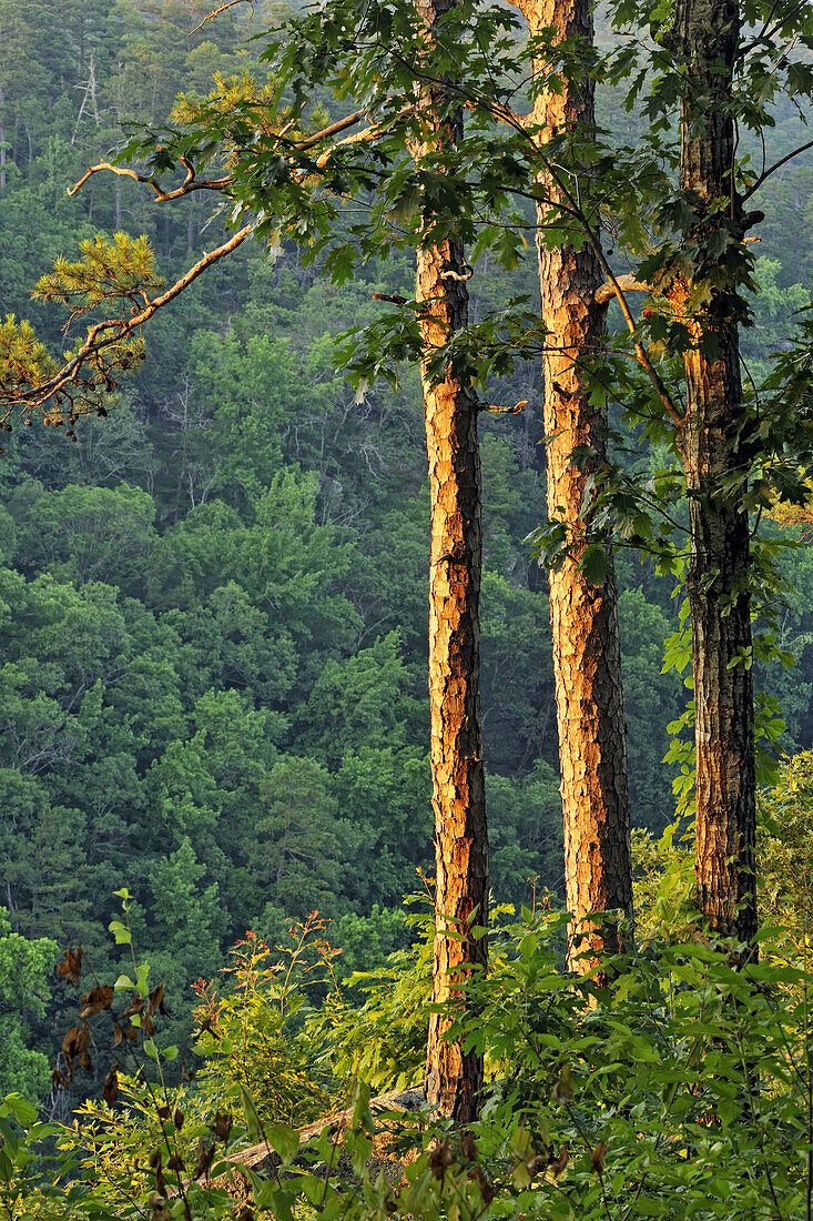 Pine trees at the edge of Cedar Creek Canyon, Petit Jean State Park, Arkansas, USA.